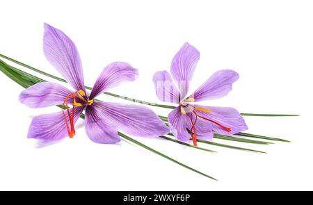 Saffron flowers  group isolated on white background Stock Photo