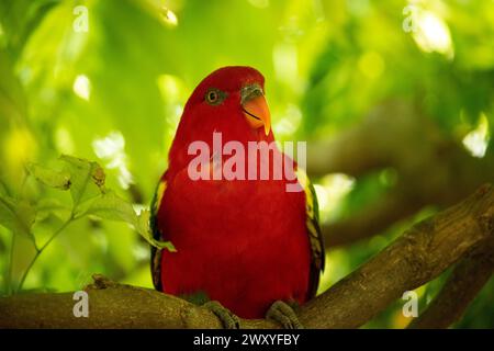 The chattering lory has a red body and a yellow patch on the mantle. The wings and thigh regions are green and the wing coverts are yellow. Stock Photo