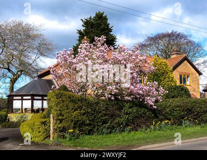 Magnolia tree in full bloom Stock Photo