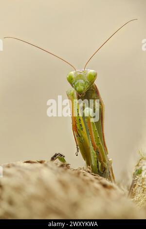 A macro photograph captures a praying mantis with striking detail against a soft beige background, highlighting its intricate features and vivid color Stock Photo