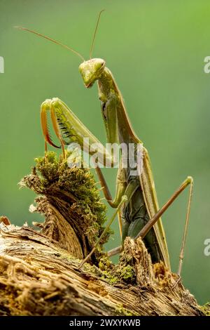 A green praying mantis stands alert on a moss-covered wood stump against a soft green background, showcasing its prominent forelimbs and characteristi Stock Photo