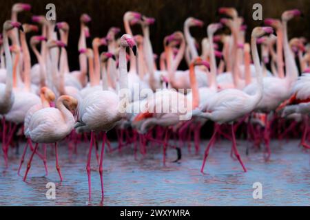 A flock of Common flamingos wading through water with their pink and white feathers on display. Stock Photo