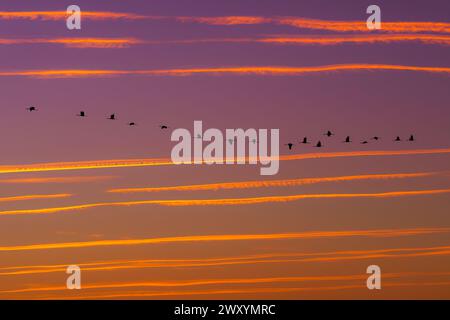 Flock of cranes in flight against a vibrant twilight sky with streaked clouds. Stock Photo
