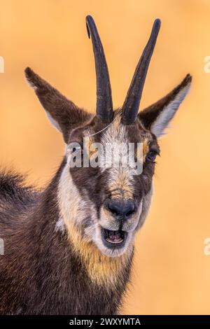 Detailed close-up of a Chamois, featuring its alert gaze and the unique markings of its fur against a warm, soft background Stock Photo