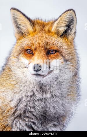 A stunning portrait of a Red Fox, capturing the intensity of its gaze and the rich texture of its fur against a stark white backdrop Stock Photo