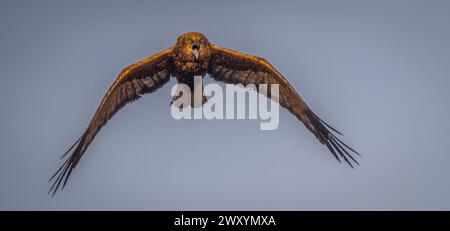 An imposing raptor glides with outstretched wings against a twilight sky, embodying the essence of freedom Stock Photo