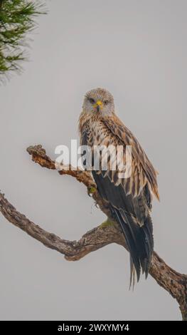 A majestic Red Kite surveys its surroundings from a gnarled pine branch in the serene fields of Lleida Stock Photo