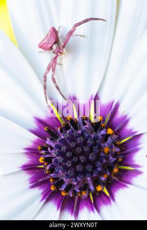 A delicate crab spider perched on the vibrant center of an African daisy showcases nature's subtle interactions Stock Photo