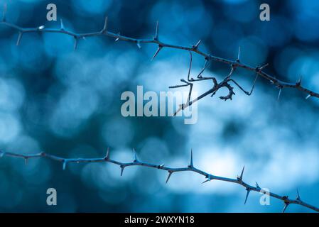 Close-up of sharp thorny branches with a soft, out of focus blue background Image of Empusa Pennata taken in Malaga, embodying tranquility and solitud Stock Photo