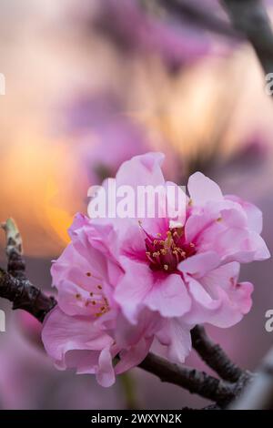 A delicate cherry blossom blooms in gentle light, with a soft-focused sunset in the background creating a serene atmosphere Stock Photo