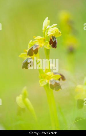 A close-up of a delicate wild orchid with soft yellow petals and distinct brown markings, set against a blurred green background Stock Photo