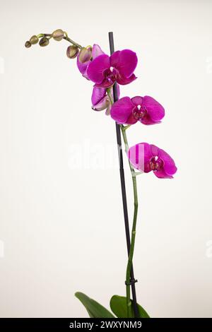 Stem or spray of purple Phalaenopis orchid flowers and buds against a plain cream background in portrait format, detailed photograph in high res. Stock Photo