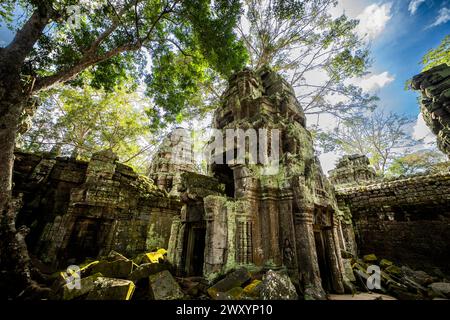Towering trees and dense foliage embrace the crumbling, moss-covered stones of Ta Prohm temple, part of the iconic Angkor Wat complex in Cambodia, sho Stock Photo
