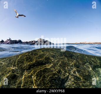 A seagull soars above the water's surface, captured in a unique split-level photo that showcases the rocky underwater landscape below Stock Photo