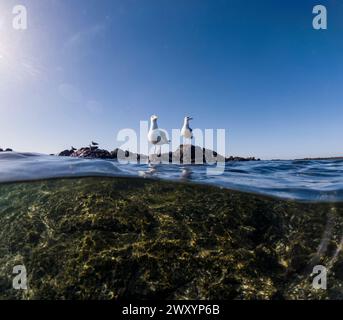 Above and below water shot of two seagulls standing on coastal rocks, with the underwater ecosystem visible in the clear sea below Stock Photo