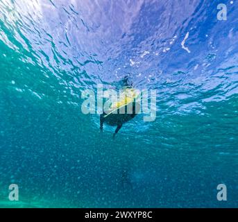 From below underwater perspective capturing a surfer paddling out to the waves in the clear blue waters off the coast of Fuerteventura. Stock Photo
