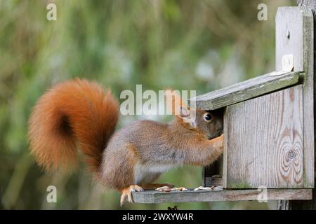 European red squirrel, Eurasian red squirrel (Sciurus vulgaris), in winter coat, getting nuts out a feeder, brown morph, Germany, Bavaria Stock Photo