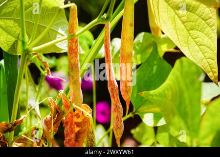 bush bean (Phaseolus vulgaris var. nanus), beans at the plant Stock Photo