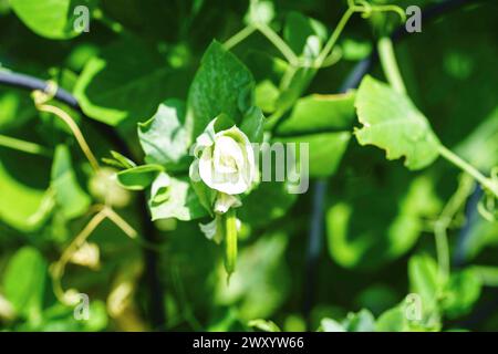 garden pea (Pisum sativum), flower Stock Photo
