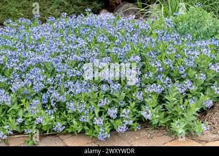 Common Bluestar, Amsonia (Amsonia 'Blue Ice',Amsonia Blue Ice), blooming, cultivar Blue Ice Stock Photo