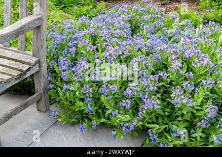 Common Bluestar, Amsonia (Amsonia 'Blue Ice',Amsonia Blue Ice), blooming, cultivar Blue Ice Stock Photo