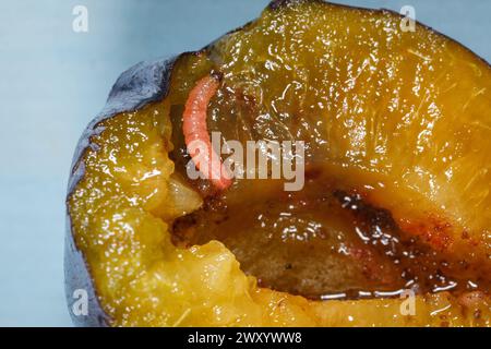 Plum fruit moth, Plum moth, Red plum maggot (Cydia funebrana, Laspeyresia funebrana, Grapholita funebrana), larva in open plum, Germany Stock Photo