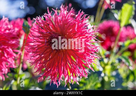 georgina (Dahlia 'Hapet Fluffy', Dahlia Hapet Fluffy), flowers, cultivar Hapet Fluffy Stock Photo