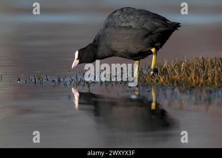 black coot, Eurasian coot, common coot (Fulica atra), stands in shallow water and foraging, side view, Italy, Tuscany Stock Photo