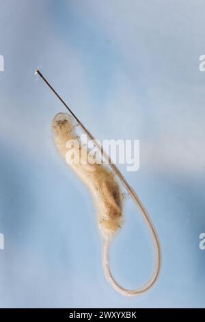 Drone fly, Rattailed maggot (Eristalis tenax), Rat-tailed maggot, Germany Stock Photo