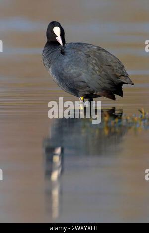 black coot, Eurasian coot, common coot (Fulica atra), standing in shallow water, side view, Italy, Tuscany Stock Photo