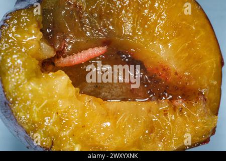 Plum fruit moth, Plum moth, Red plum maggot (Cydia funebrana, Laspeyresia funebrana, Grapholita funebrana), larva in open plum, Germany Stock Photo