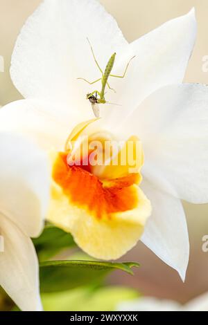 Close-up of a praying mantis feasting on an unknown insect on a wild orchid flower in bloom. Stock Photo