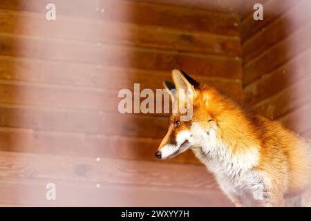 A sleek profile of a majestic fox against a vibrant orange background, perfect for wildlife conservation campaigns. Red fox portrait. Copy space Stock Photo