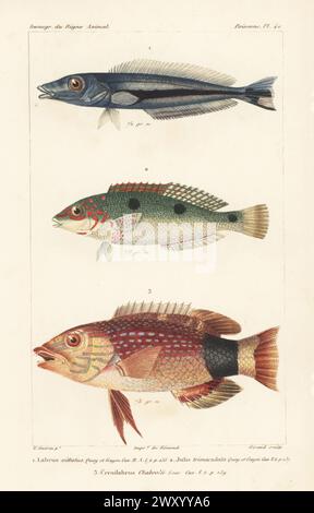 Cuckoo wrasse, Labrus mixtus 1, three-spot wrasse, Halichoeres trimaculatus 2, and black-banded hogfish, Bodianus macrourus 3. Handcoloured stipple copperplate engraving by Eugene Giraud after an illustration by Felix-Edouard Guérin-Méneville from Guérin-Méneville’s Iconographie du règne animal de George Cuvier, Iconography of the Animal Kingdom by George Cuvier, J. B. Bailliere, Paris, 1829-1844. Stock Photo