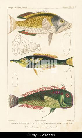 Slingjaw wrasse, Epibulus insidiator 1, bird wrasse, Gomphosus varius 2, and fivefinger wrasse, Iniistius pentadactylus 3. Handcoloured stipple copperplate engraving by Eugene Giraud after an illustration by Felix-Edouard Guérin-Méneville from Guérin-Méneville’s Iconographie du règne animal de George Cuvier, Iconography of the Animal Kingdom by George Cuvier, J. B. Bailliere, Paris, 1829-1844. Stock Photo