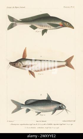 Elephant-snout fish, Mormyrus kannume 1, African butter catfish, Schilbe mystus 2, and red tailed synodontis or mandi, Synodontis clarias 3. Handcoloured stipple copperplate engraving by Eugene Giraud after an illustration by Felix-Edouard Guérin-Méneville from Guérin-Méneville’s Iconographie du règne animal de George Cuvier, Iconography of the Animal Kingdom by George Cuvier, J. B. Bailliere, Paris, 1829-1844. Stock Photo