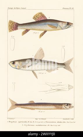 Indo-Pacific tarpon, Megalops cyprinoides 1, wolf herring, Chirocentrus dentex 2, and wolf fish or trahira, Hoplias malabaricus 3. Handcoloured stipple copperplate engraving by Eugene Giraud after an illustration by Felix-Edouard Guérin-Méneville from Guérin-Méneville’s Iconographie du règne animal de George Cuvier, Iconography of the Animal Kingdom by George Cuvier, J. B. Bailliere, Paris, 1829-1844. Stock Photo