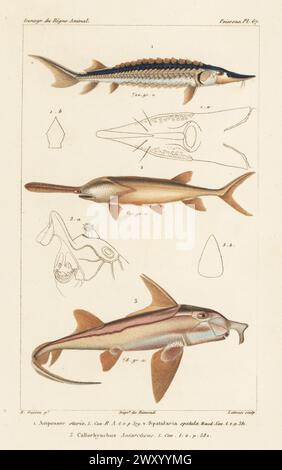 Critically endangered European sea sturgeon, Acipenser sturio 1, American paddlefish, Polyodon spathula 2, and American elephantfish, Callorhinchus callorynchus 3. Handcoloured stipple copperplate engraving by Eugene Giraud after an illustration by Felix-Edouard Guérin-Méneville from Guérin-Méneville’s Iconographie du règne animal de George Cuvier, Iconography of the Animal Kingdom by George Cuvier, J. B. Bailliere, Paris, 1829-1844. Stock Photo