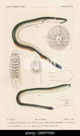 european-river-lamprey-lampetra-fluviatilis-male-nijmegen