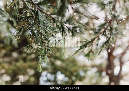 Raindrops on a fluffy fresh branches of larch. Close-up. Selective focus. Stock Photo