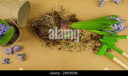 Flowering hyacinth without a pot lie next to a pot on a table covered with paper in a bright room, small garden tools, scissors lie nearby Stock Photo