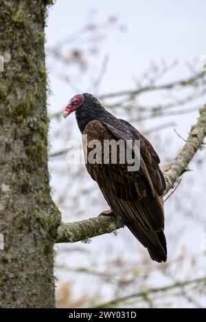 A vertical shot of a turkey vulture perched on a tree branch Stock Photo