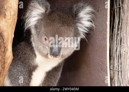 the Koala has a large round head, big furry ears and big black nose. Their fur is usually grey-brown in color with white fur on the chest, inner arms, Stock Photo