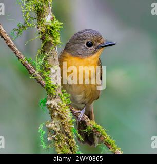 The hill blue flycatcher (Cyornis whitei) is a species of bird in the ...