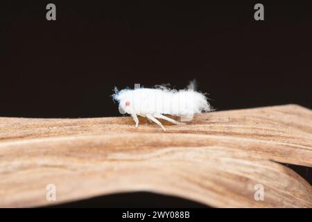 A close-up of a Nilaparvata lugens planthopper nymph on a twig in Maharashtra, India. Stock Photo