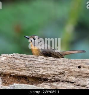 The hill blue flycatcher (Cyornis whitei) is a species of bird in the ...