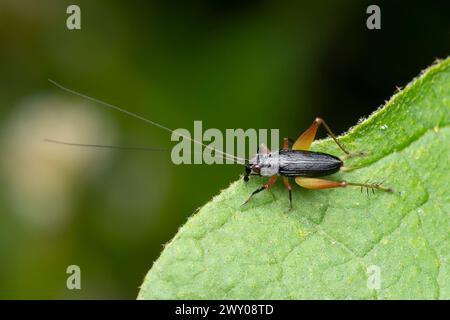 Overhead view of a bush cricket, Trigonidium humbertianum, resting on a green leaf. Stock Photo