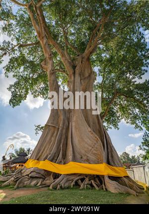 Bayan Ancient Tree or Kayu Putih Giant Tree In Bali, Indonesia Stock Photo