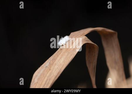 A planthopper nymph, Nilaparvata lugens, cleverly blends in with its leafy environment Stock Photo