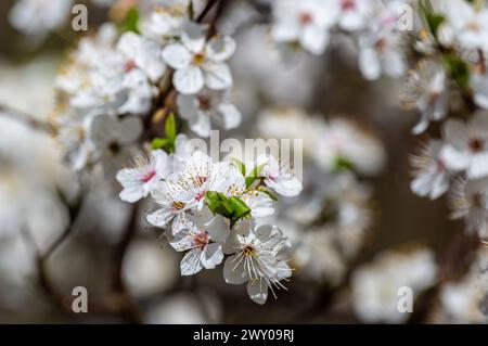 Close-up of cherry tree flowers in full bloom Stock Photo